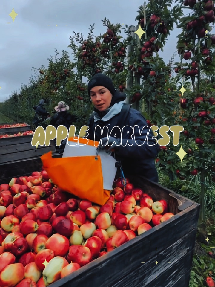 Apple harvesttt