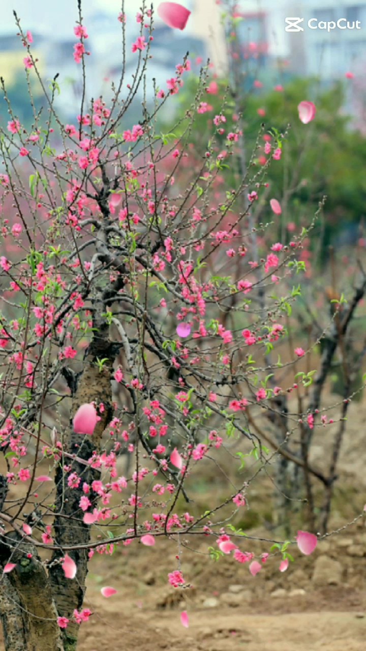 editမရပါခဗ်