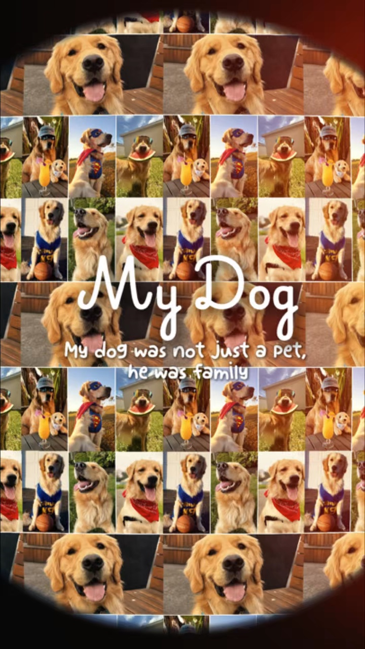 Meu cachorro 