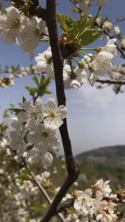 Bahar gelmiş