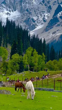 nature, Template🌴🌴🐎