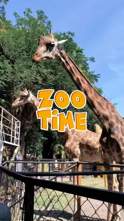 Zoo time