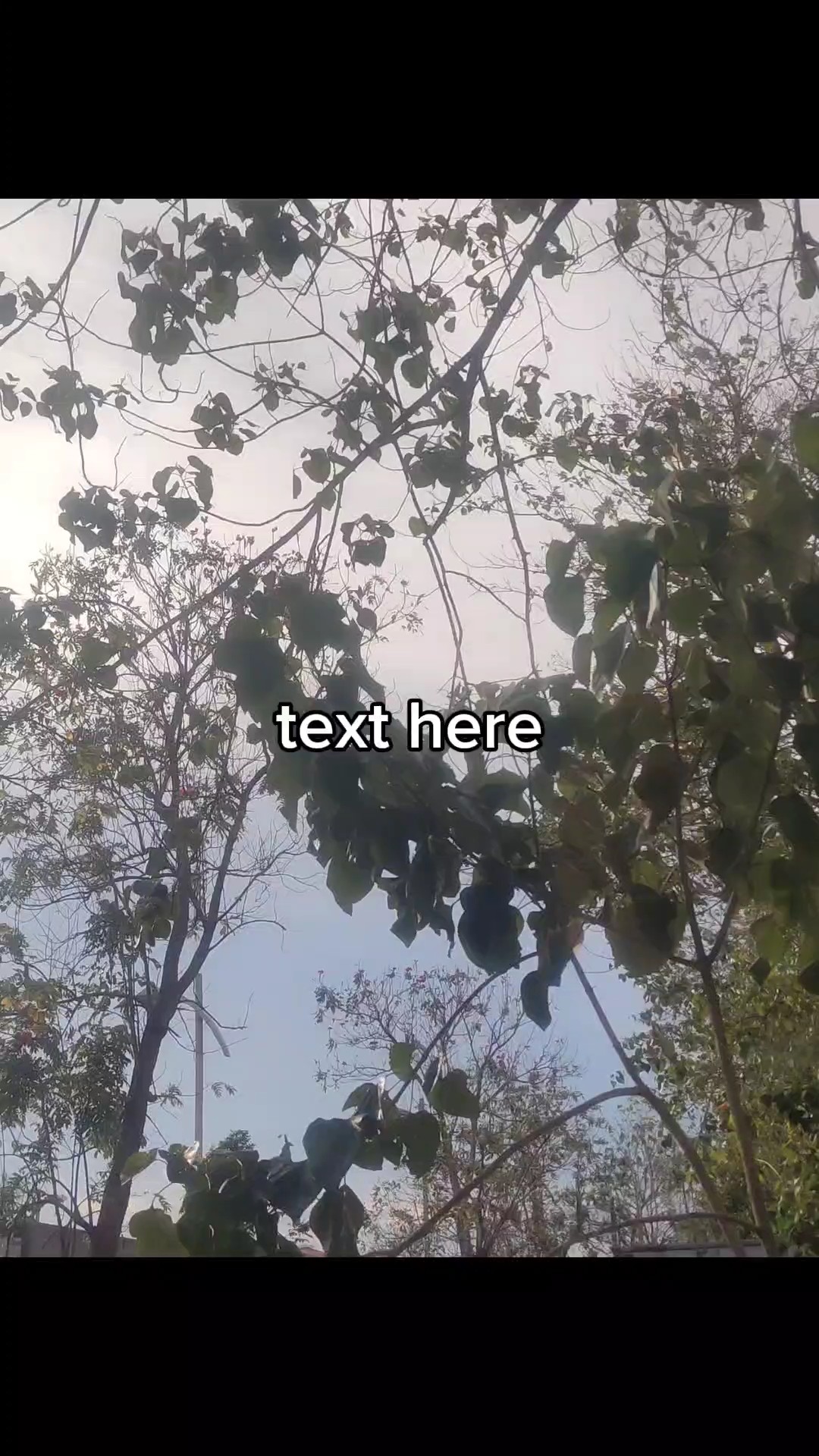 custom text video