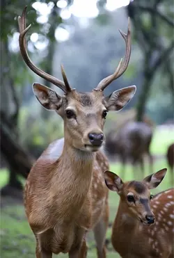 🦌 ForestBond