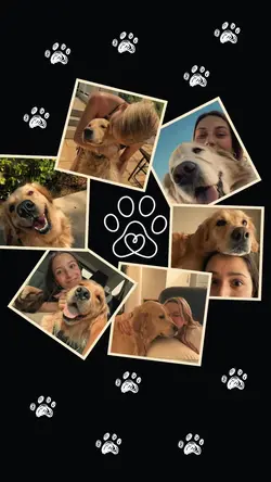 Dog collage