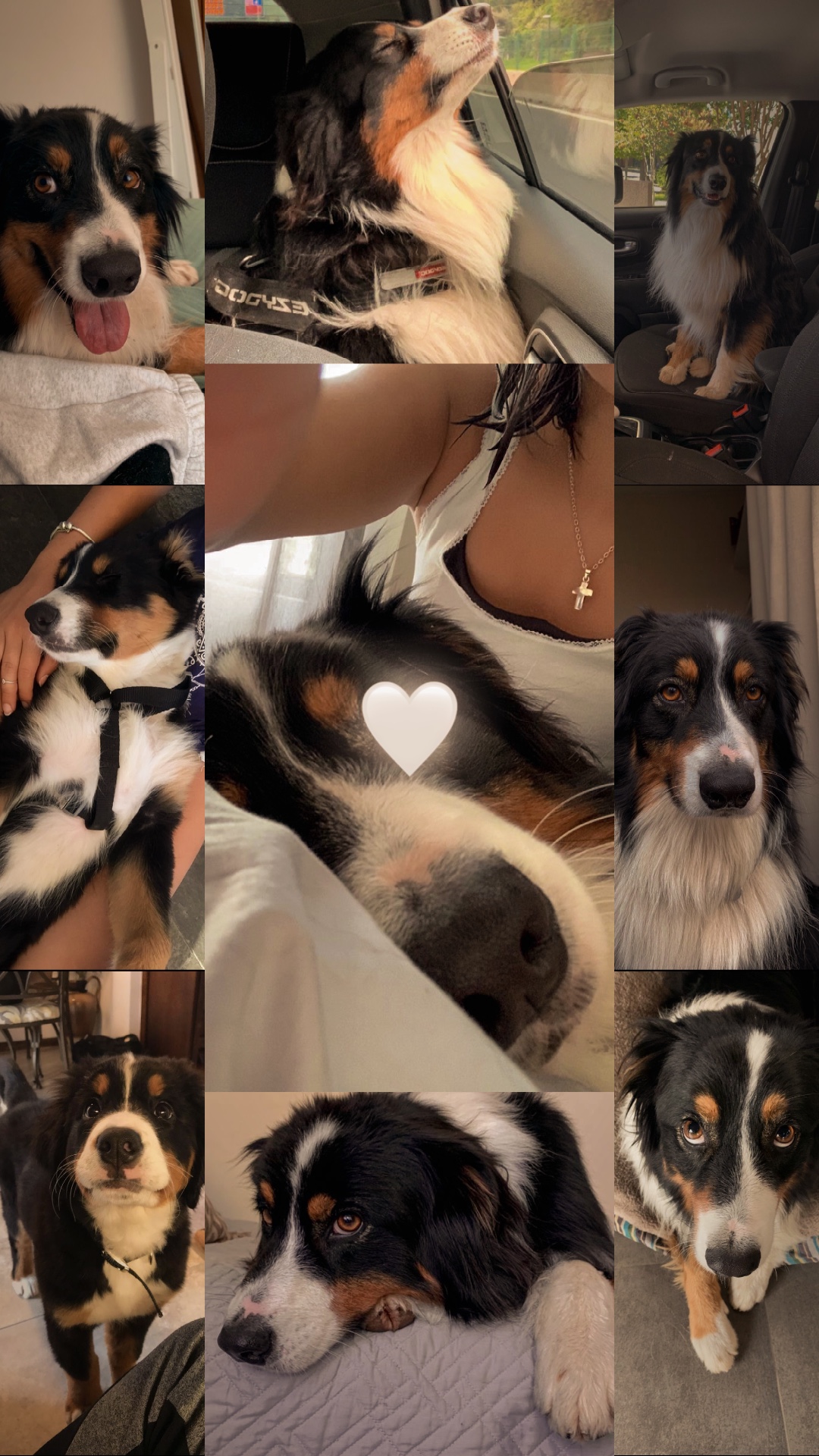 My dog🤍