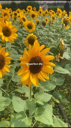 Mark said (▰˘◡˘▰)🌻⋆˙