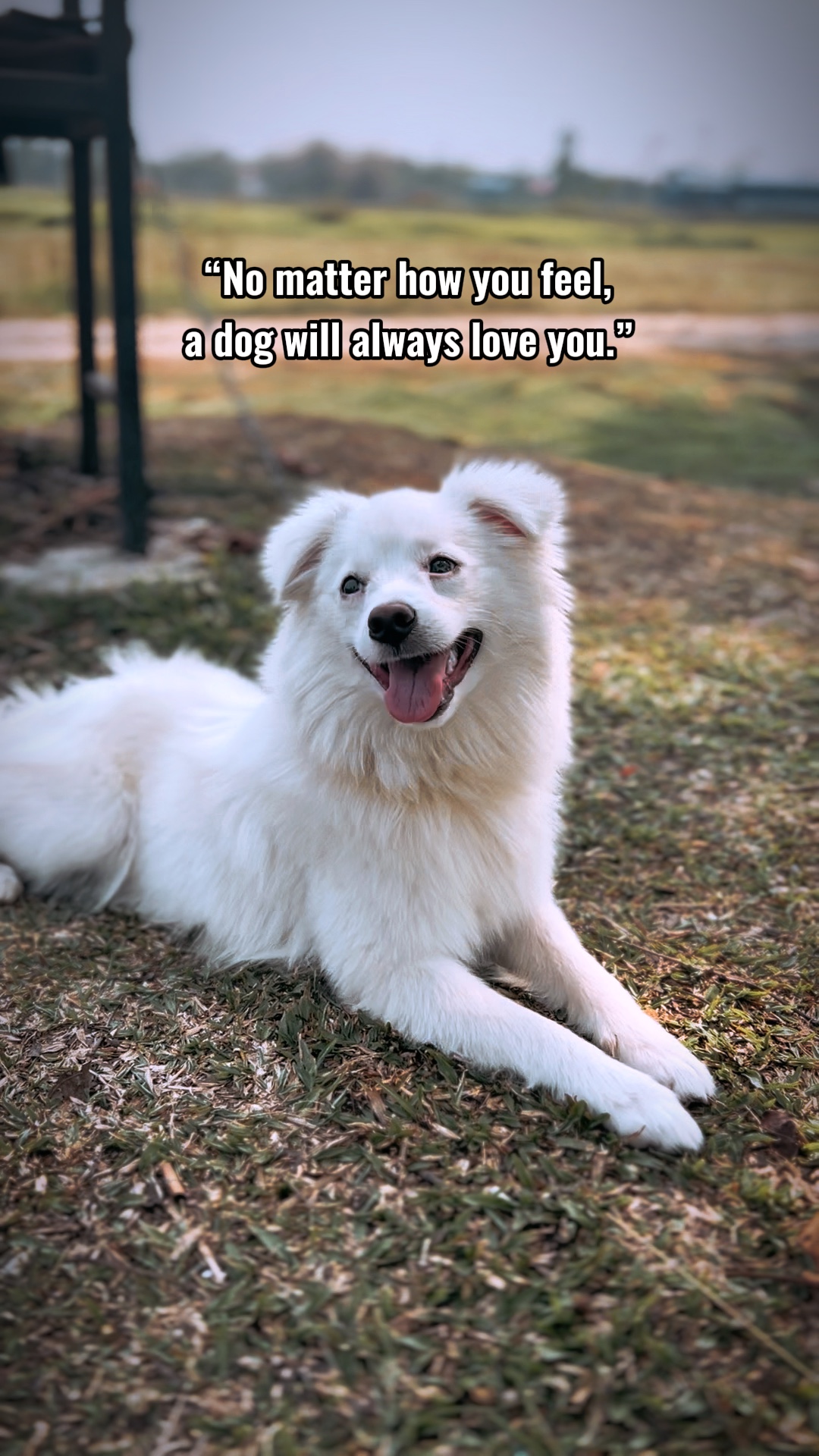 Dog lover
