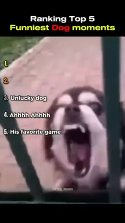 dog moments