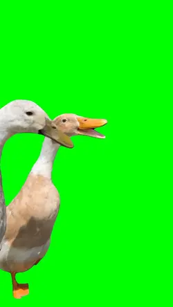BUSTA DUCKS