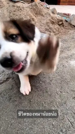 ชีวิตของหมาน้อยน้อ