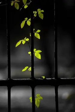 পুরুষ মানুষ কি জিনিস