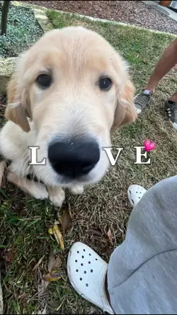 #puppylove