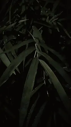 malam hari