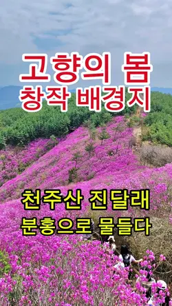 창원 천주산 진달래꽃