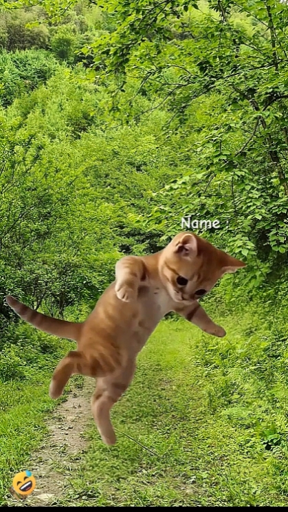 재미있는 고양이.? 