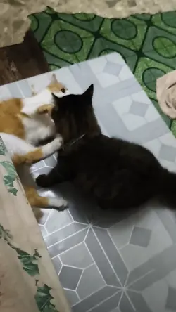 ต้าวแสบ