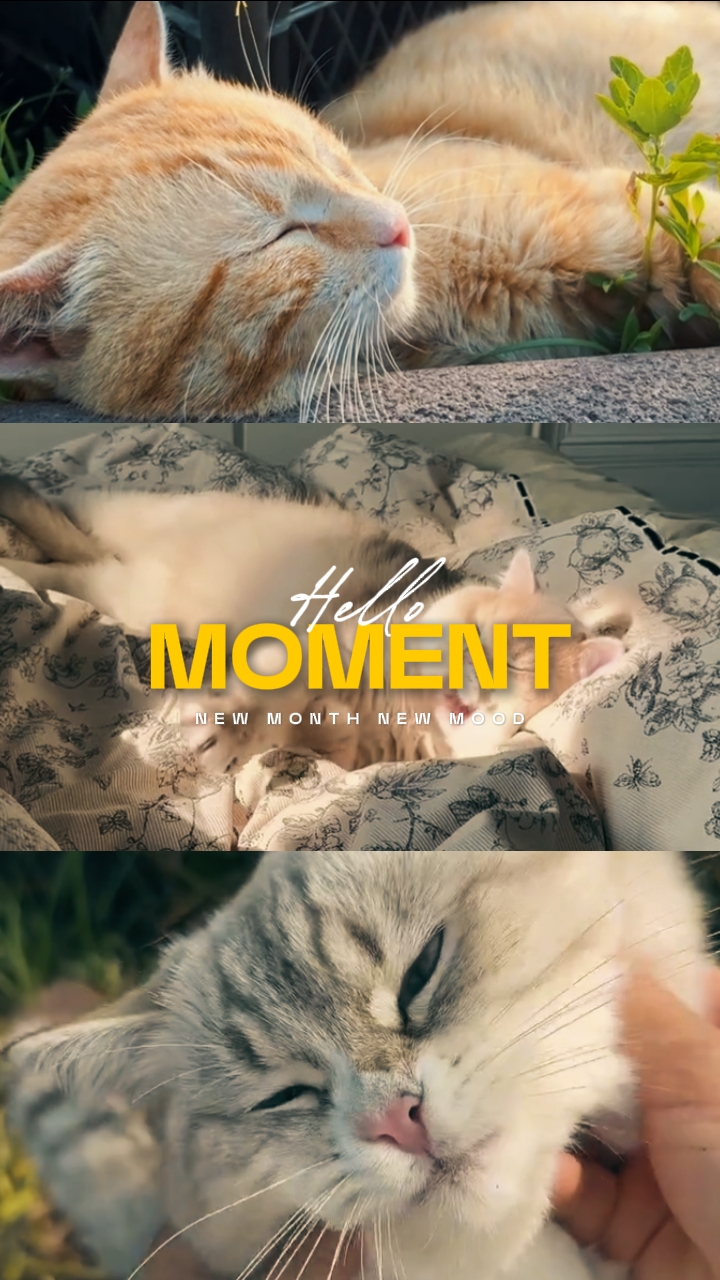 MA MA MIA | NOVIEMBRE