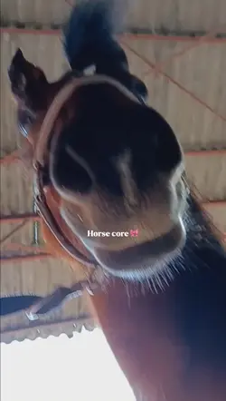 Horse core 🦧