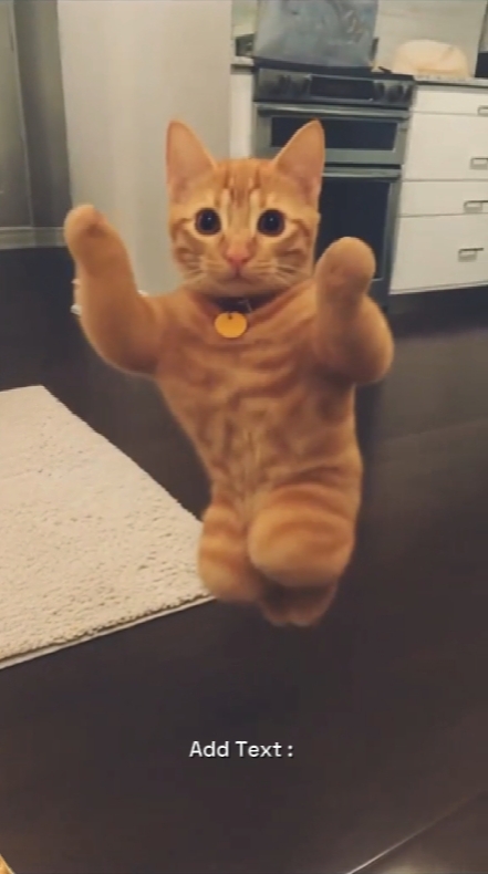 Funny Cat. 