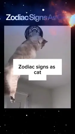 Zodiac Signs OfCat