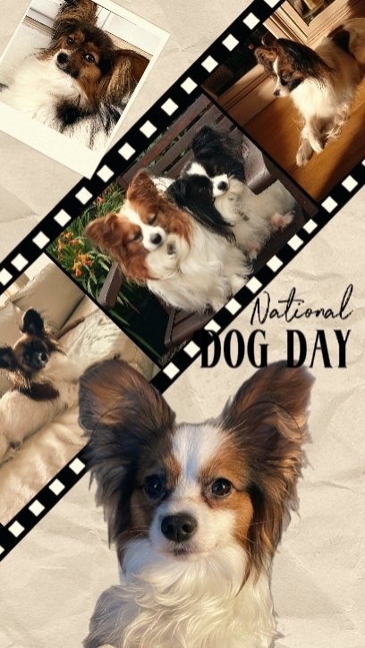 national dog day 