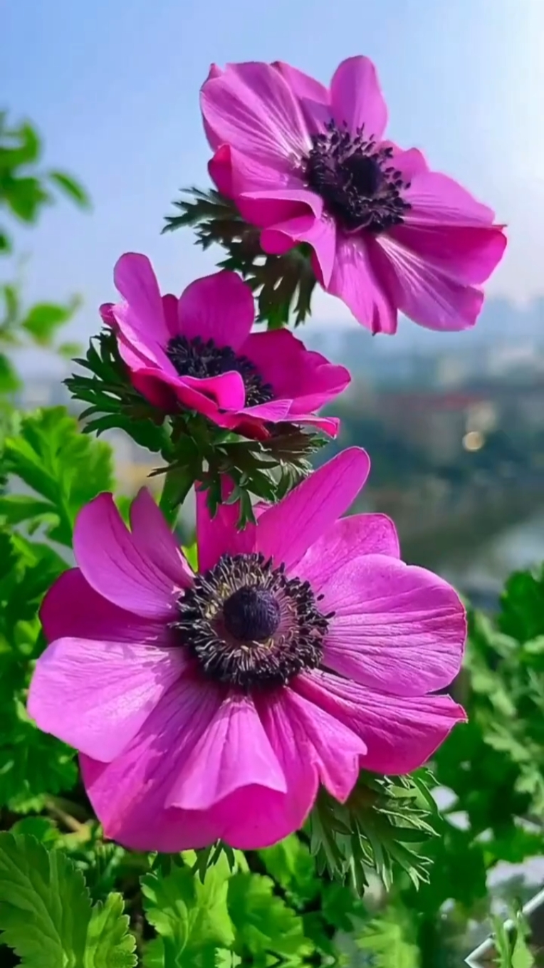 Mis flores