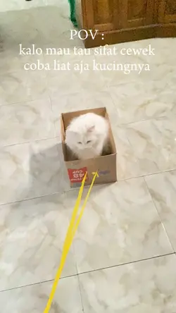 sifat kucing
