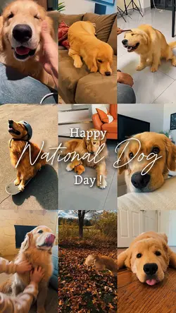 national dog day