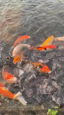 Feeding fish