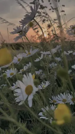 Video filter