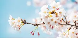 入学おめでとうございます! 上げ直しです
