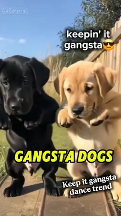 Gangsta Dogs