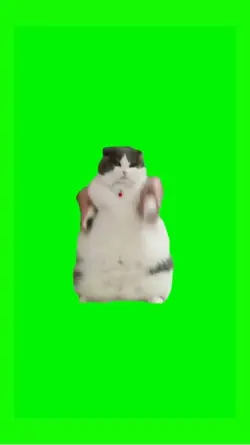cat dancing to wop