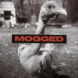 mogged trend