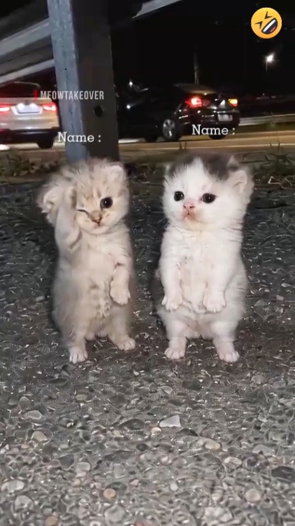 Tendencia del gato de baile