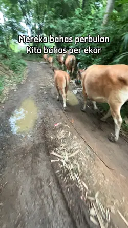 Peternak sapi
