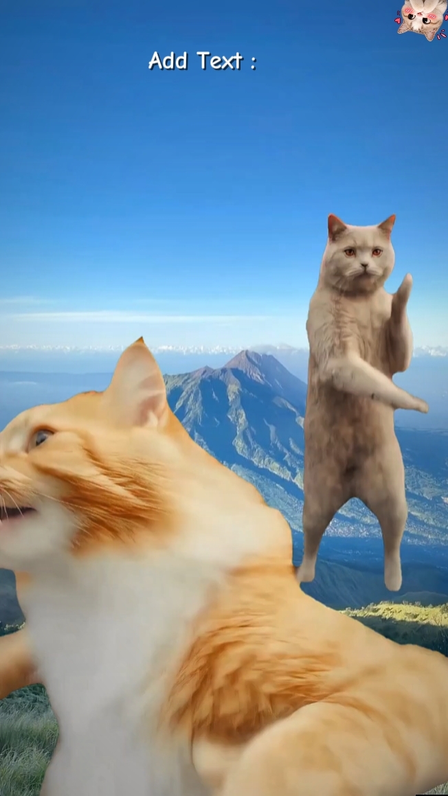 Tendência de gato.