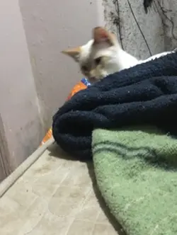 Gato
