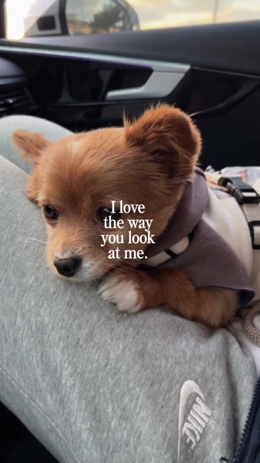 baby dog