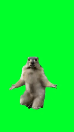 Dancing squirrel
