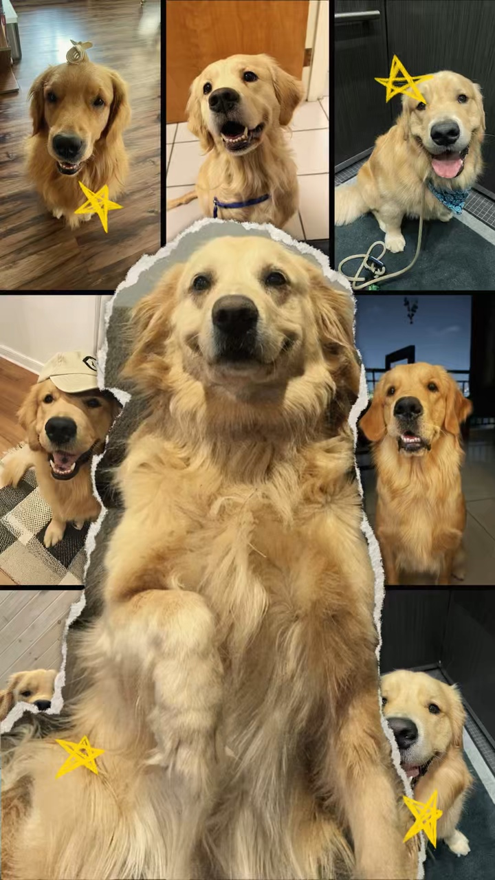 Mon chien 🦴