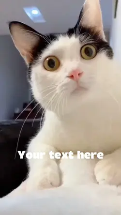 Memes cat funny