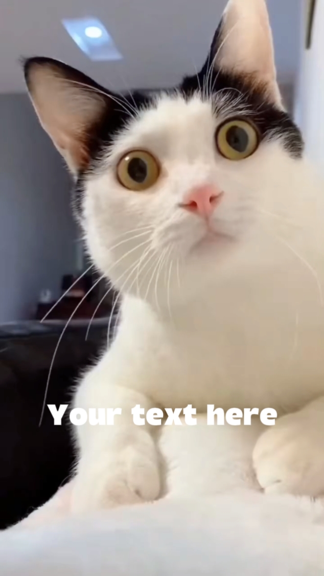 Memes Katze lustig