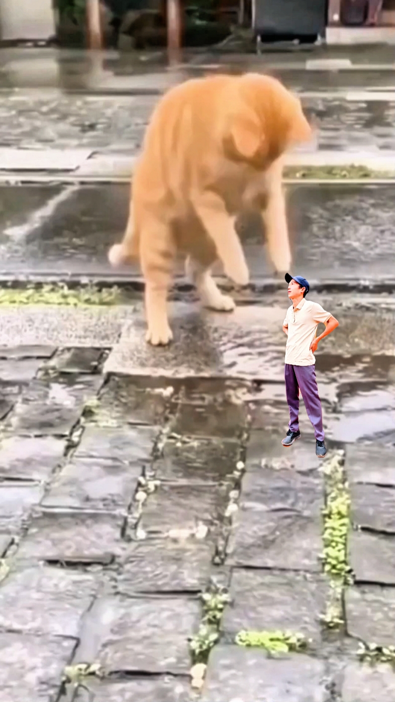Mèo vctchu 