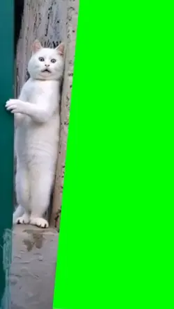 cat reaction