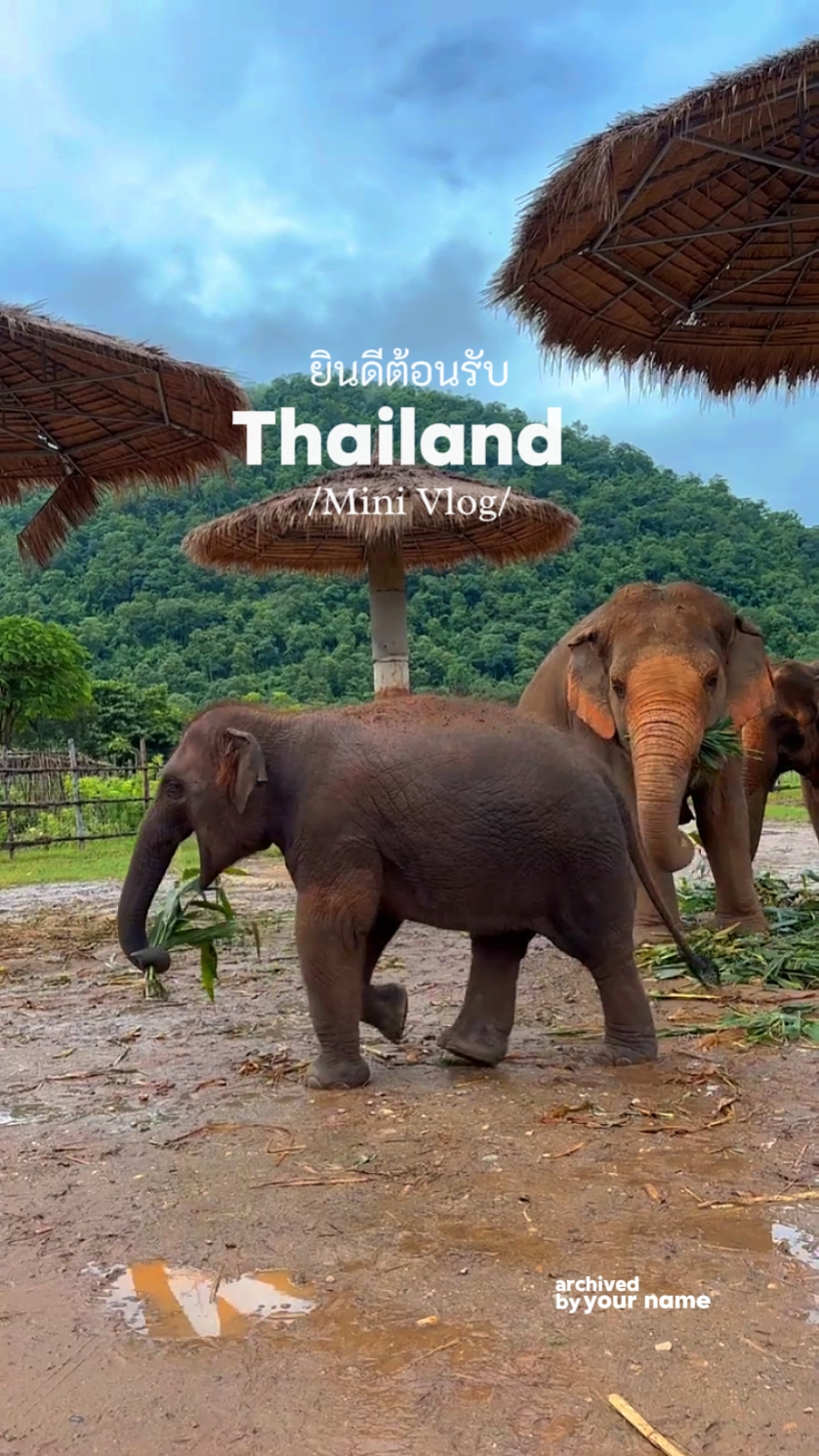 Thailand Vlog Travel