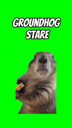 Groundhog Stare 