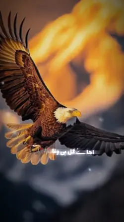 اهی گل بی وفا 