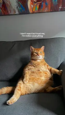 i know everything